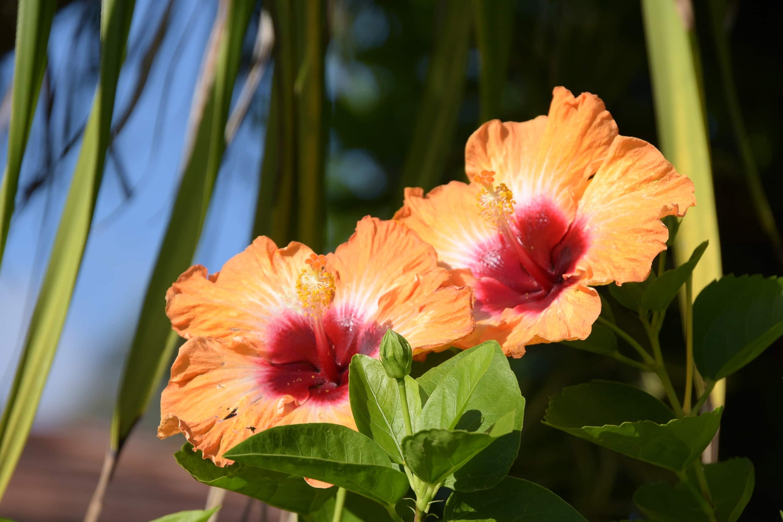 Home in Princeville · ★5.0 · 3 bedrooms · 3 beds · 3 baths - Image 55