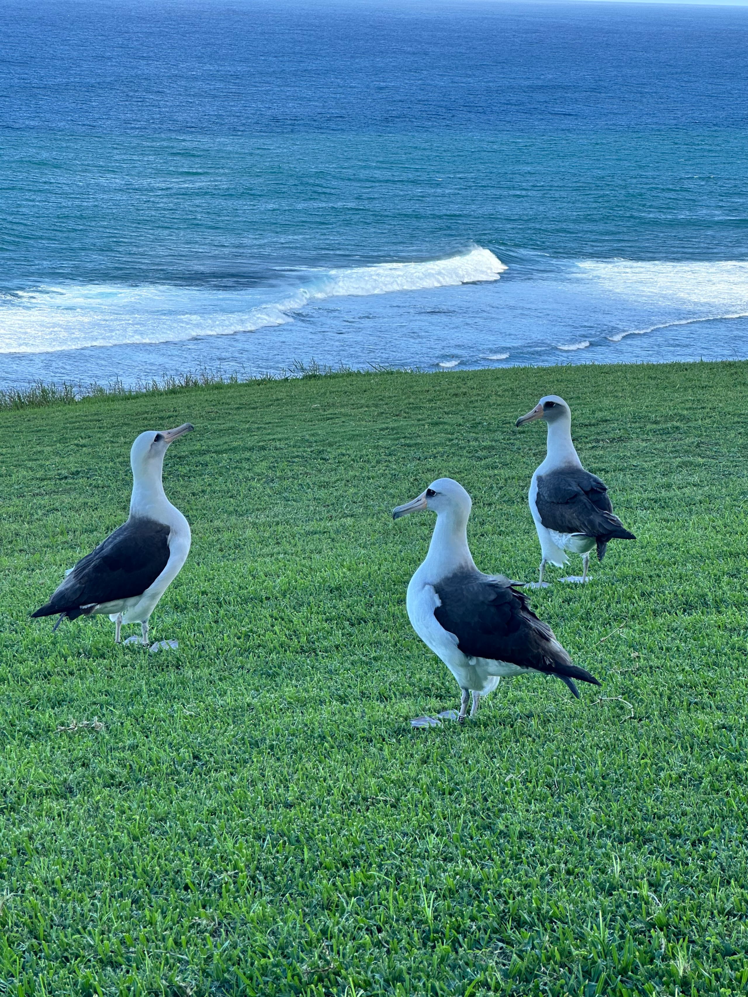 Condo in Princeville · ★5.0 · 1 bedroom · 1 bed · 1 bath - Image 20
