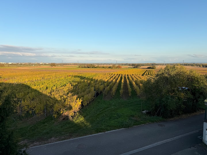 Appartement De Charme, Route Des Vins - Ribeauvillé