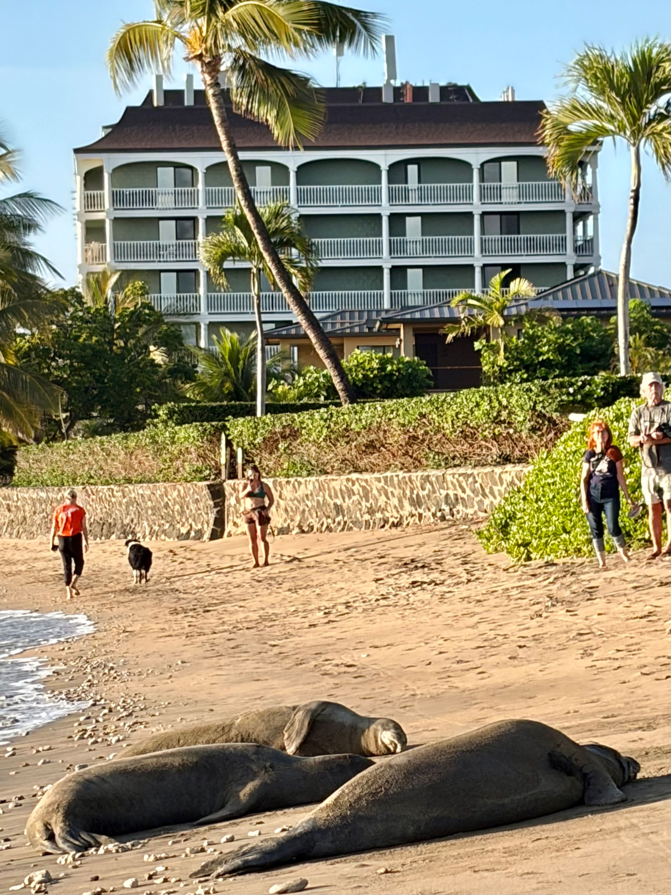Condo in Lahaina · ★5.0 · Studio · 3 beds · 1 bath - Image 21