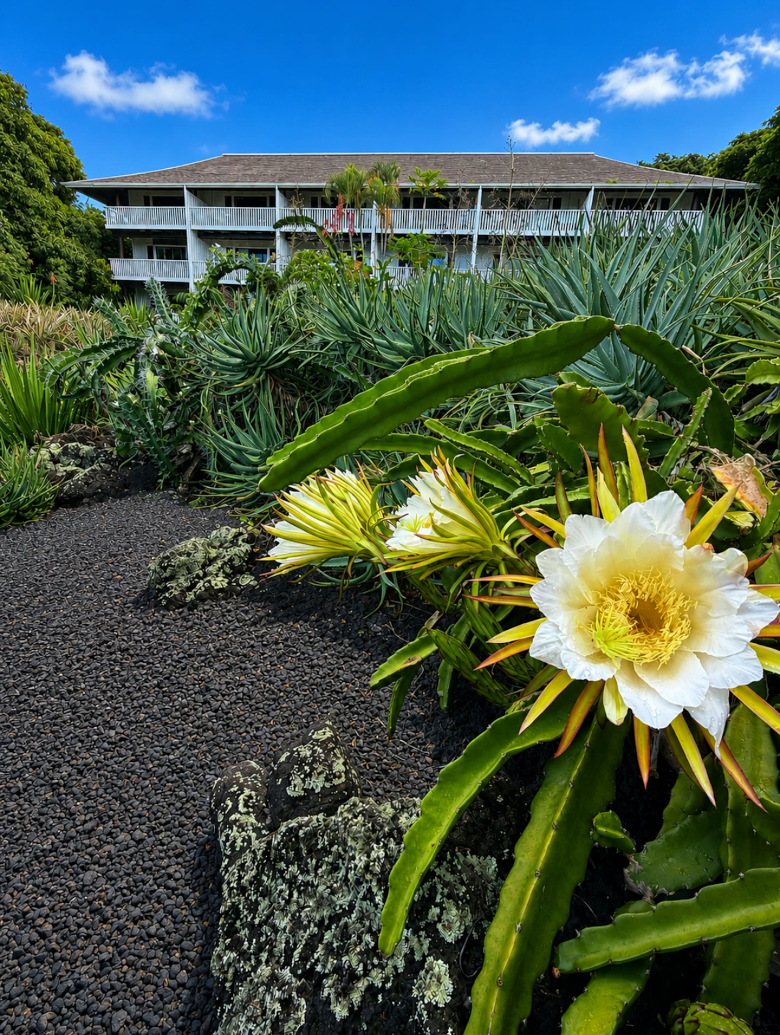 Poipu Beach Remodeled | A/C | Resort Pool & Garden - Photo 15