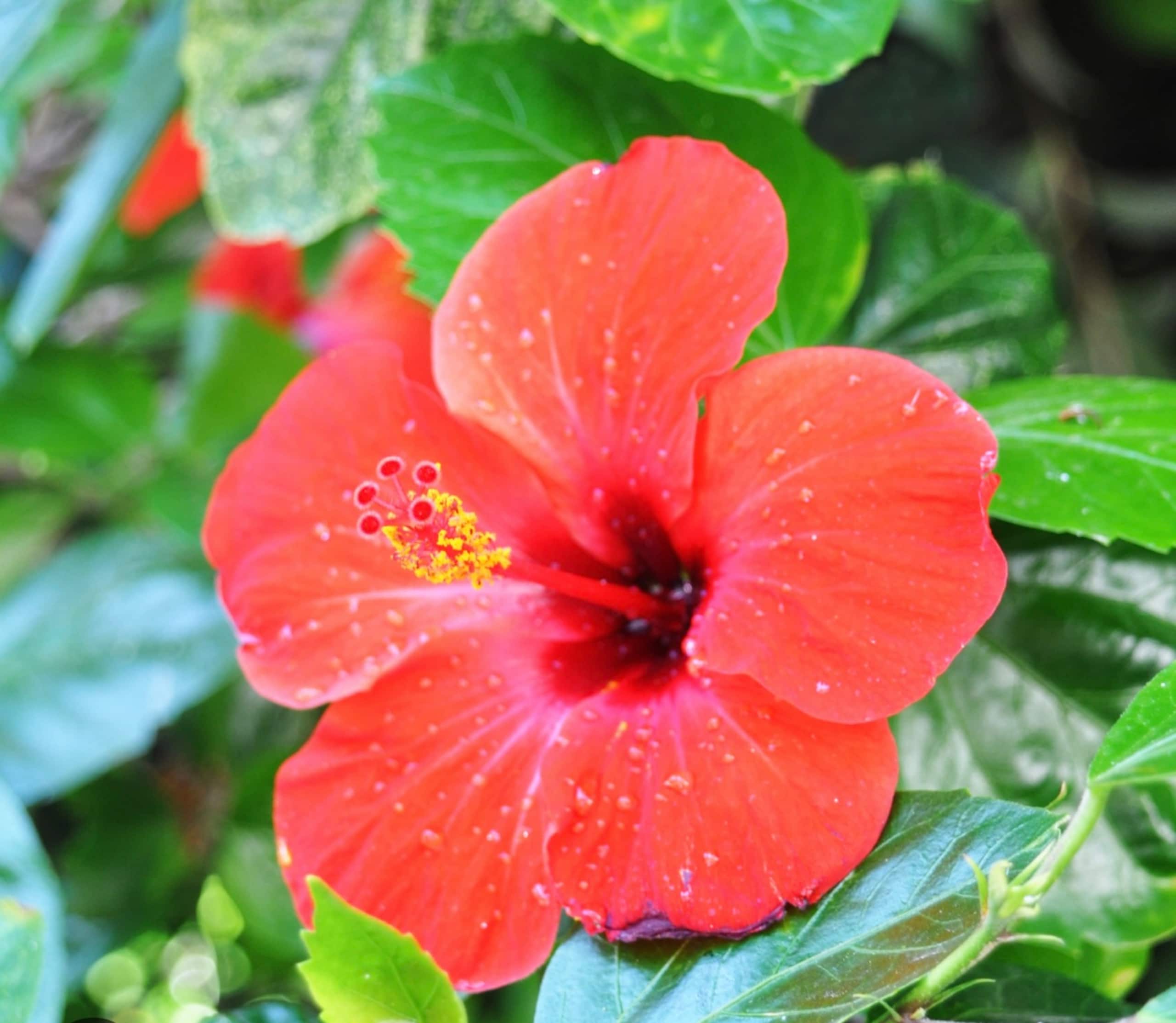 Home in Hilo · ★5.0 · 3 bedrooms · 3 beds · 1 private bath - Image 10