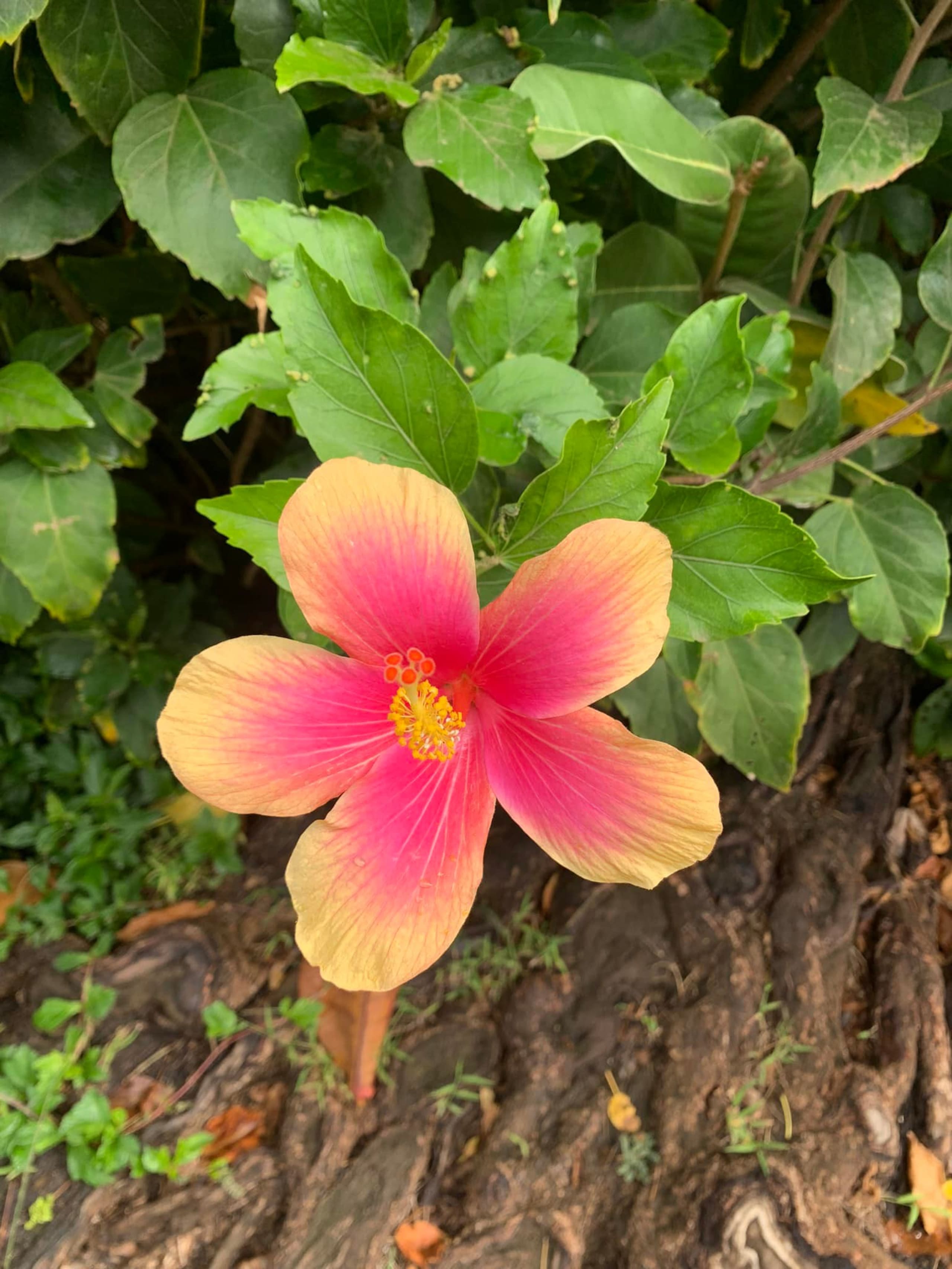 Tropical Getaway North Shore Princeville Studio - Image 22