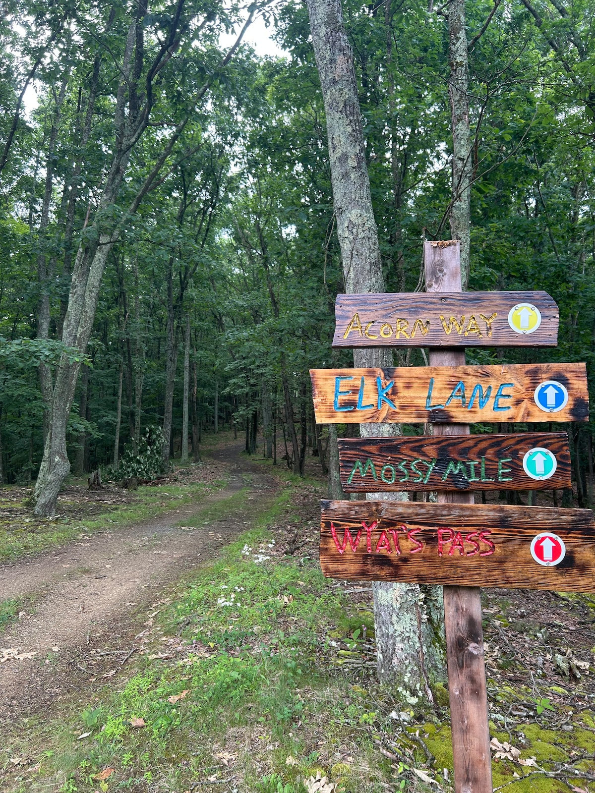 Trail Directional Signposts & Forest Path