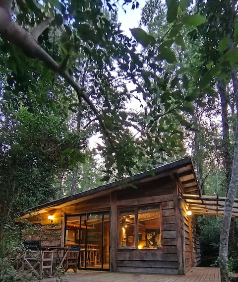 Nothofagus Refuge (magical cabin in the forest)