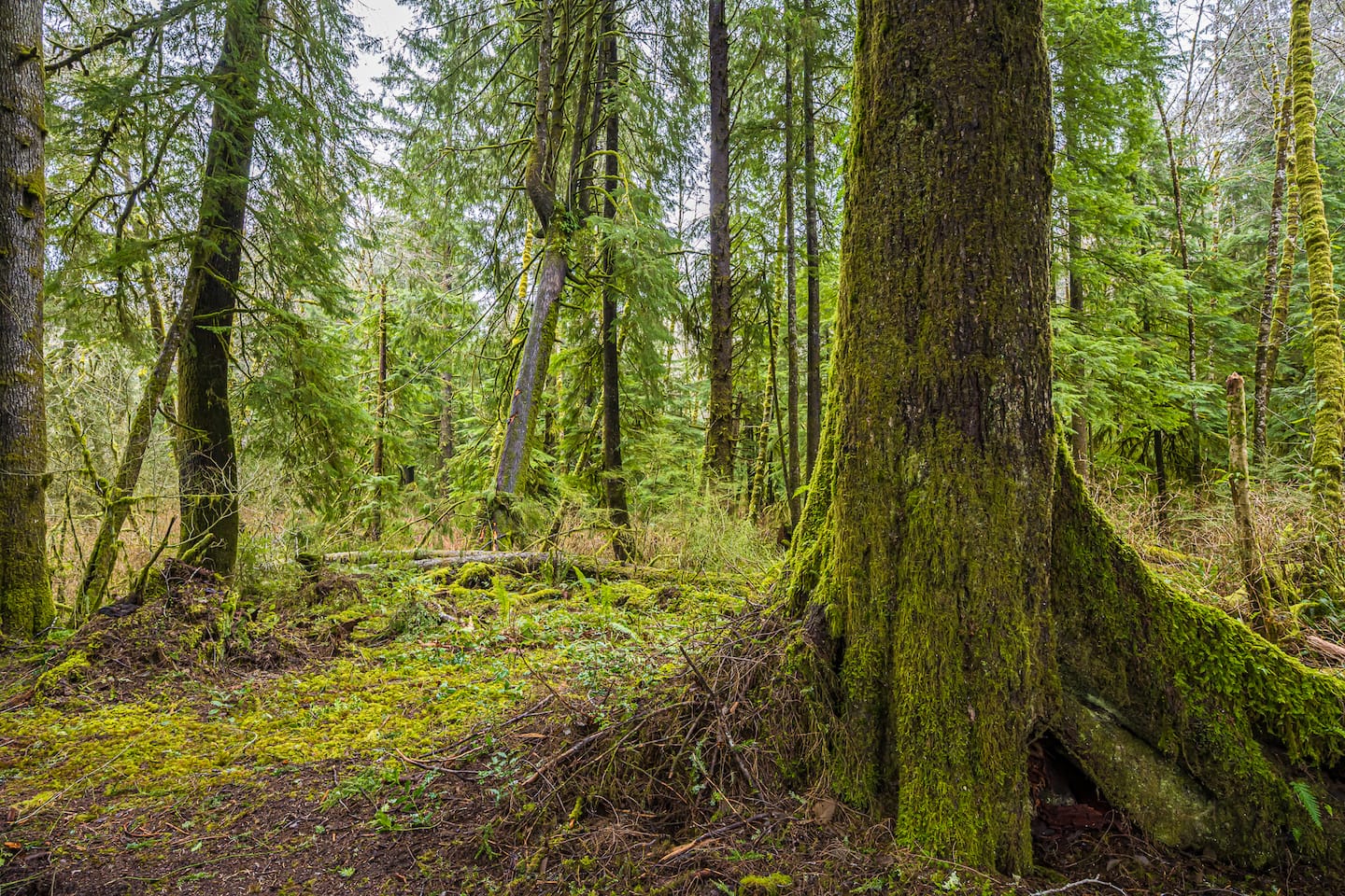 Rainforest Tiny Home Retreat Abstract Modern photo 8
