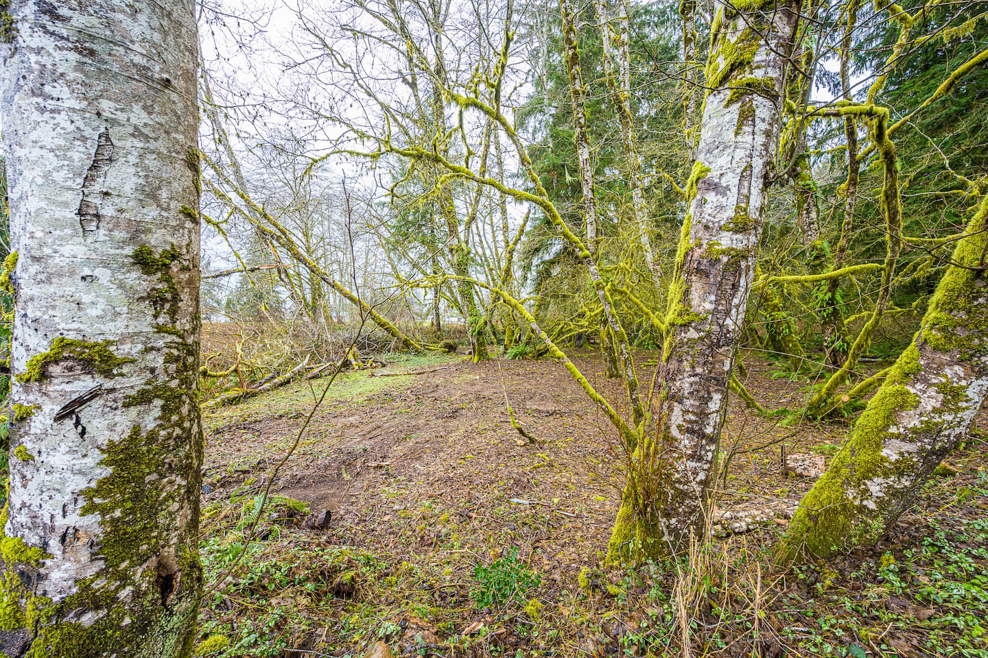 Rainforest Tiny Home Retreat Abstract Modern photo 7