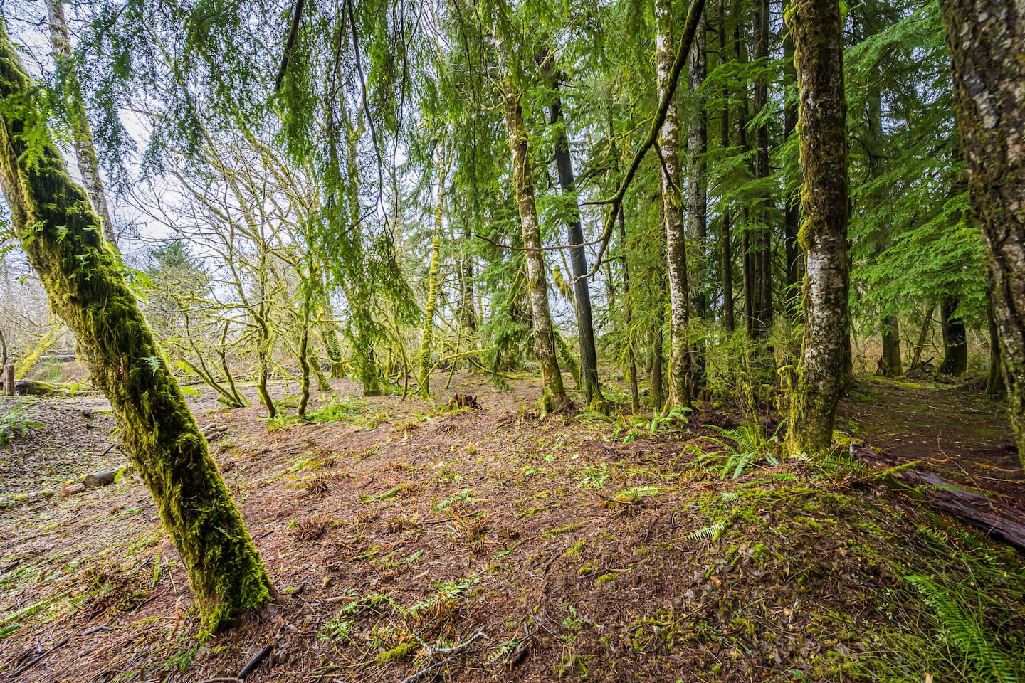 Rainforest Tiny Home Retreat Abstract Modern photo 6