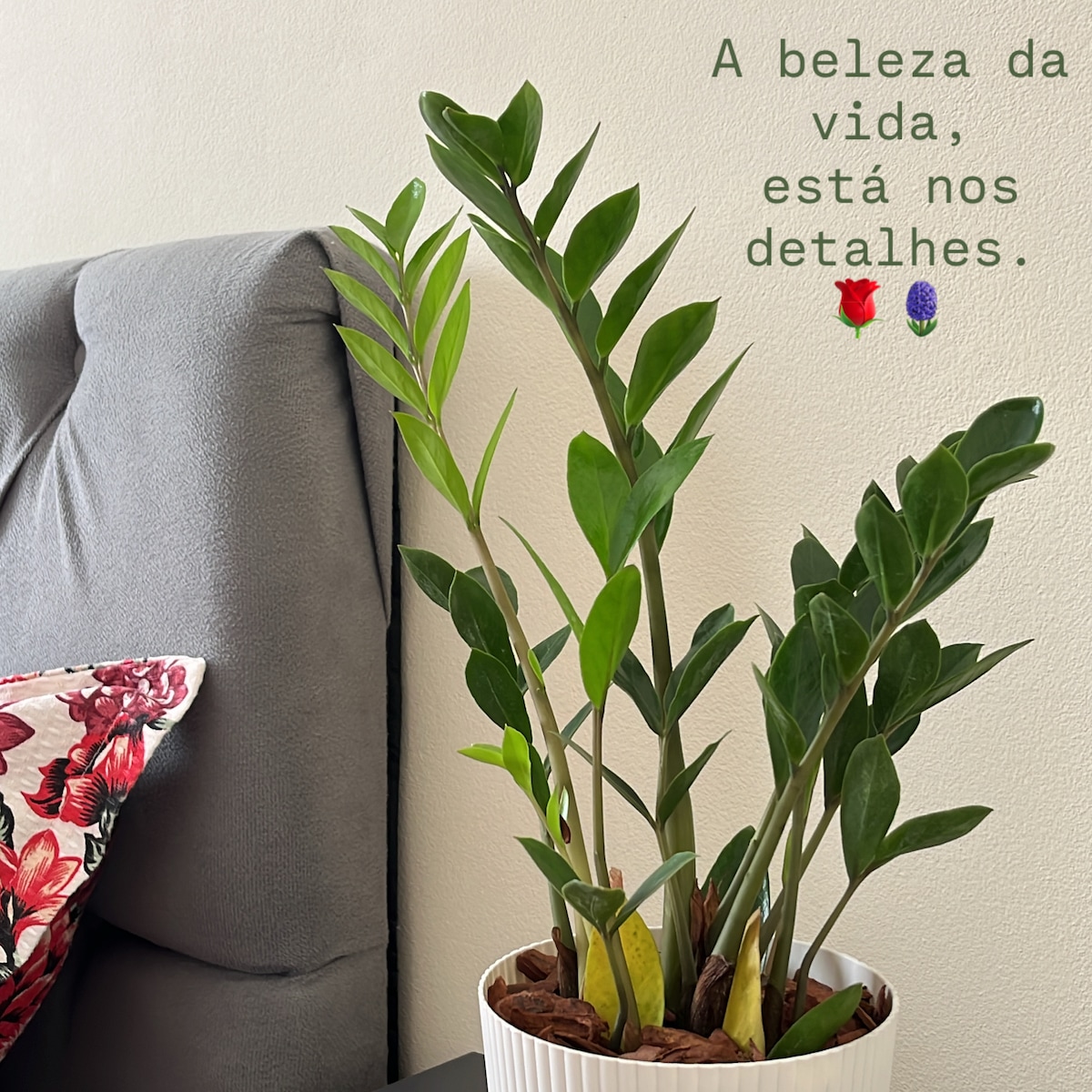 Imóvel de sucesso: House 01 - Intensive @Casa01.intensiv em Socorro