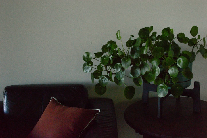 The Fernery: Forest Retreat With Midday Checkout - ベイズウォーター