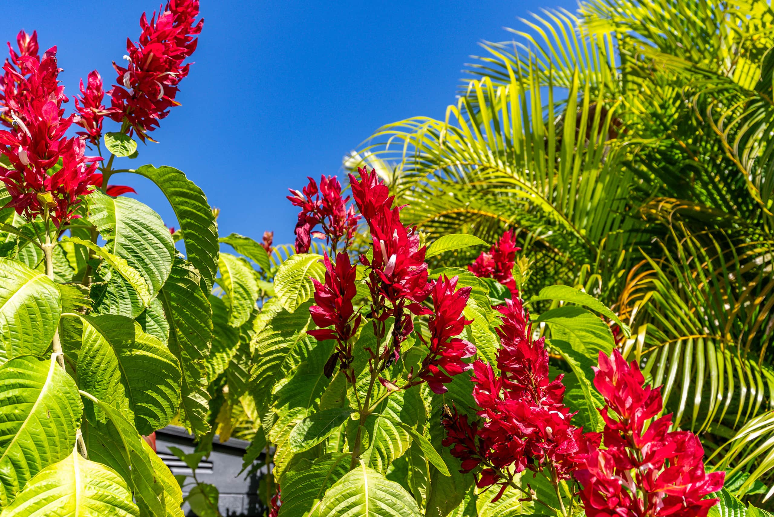 Home in Waianae · ★4.88 · 3 bedrooms · 4 beds · 2 private baths - Image 95