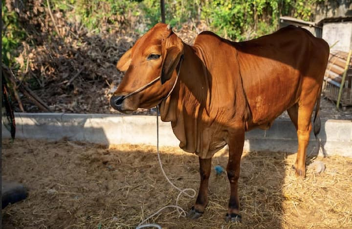 Chạm Chậm Farmstay – Phòng Lựu - Ba Ria