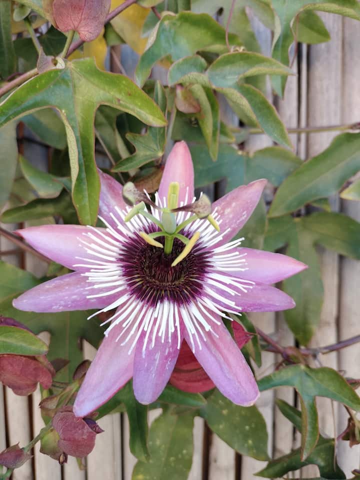 La Passiflora - Quartu Sant’Elena