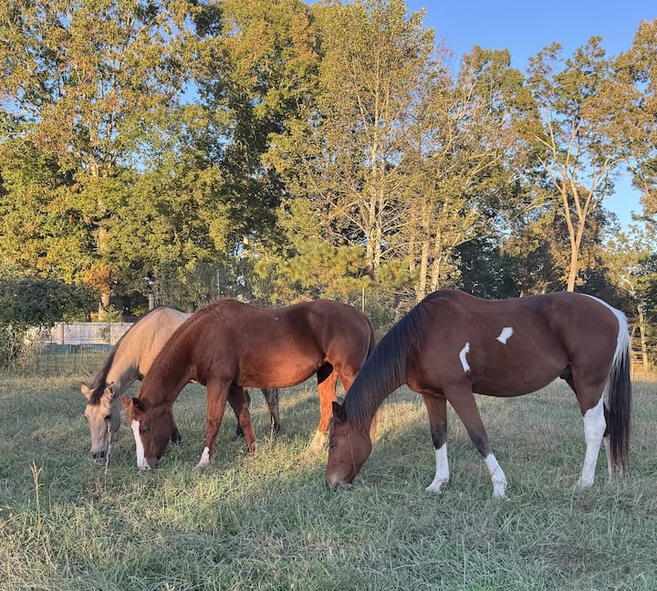 Cohutta Farms - Ellijay