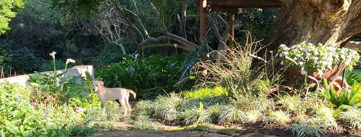 A small dog stands on a pathway dotted with flowers, surrounded by lush greenery and vibrant foliage. In the background, a wooden structure adds rustic charm, while sunlight filters through the trees, casting a gentle light across the serene garden.