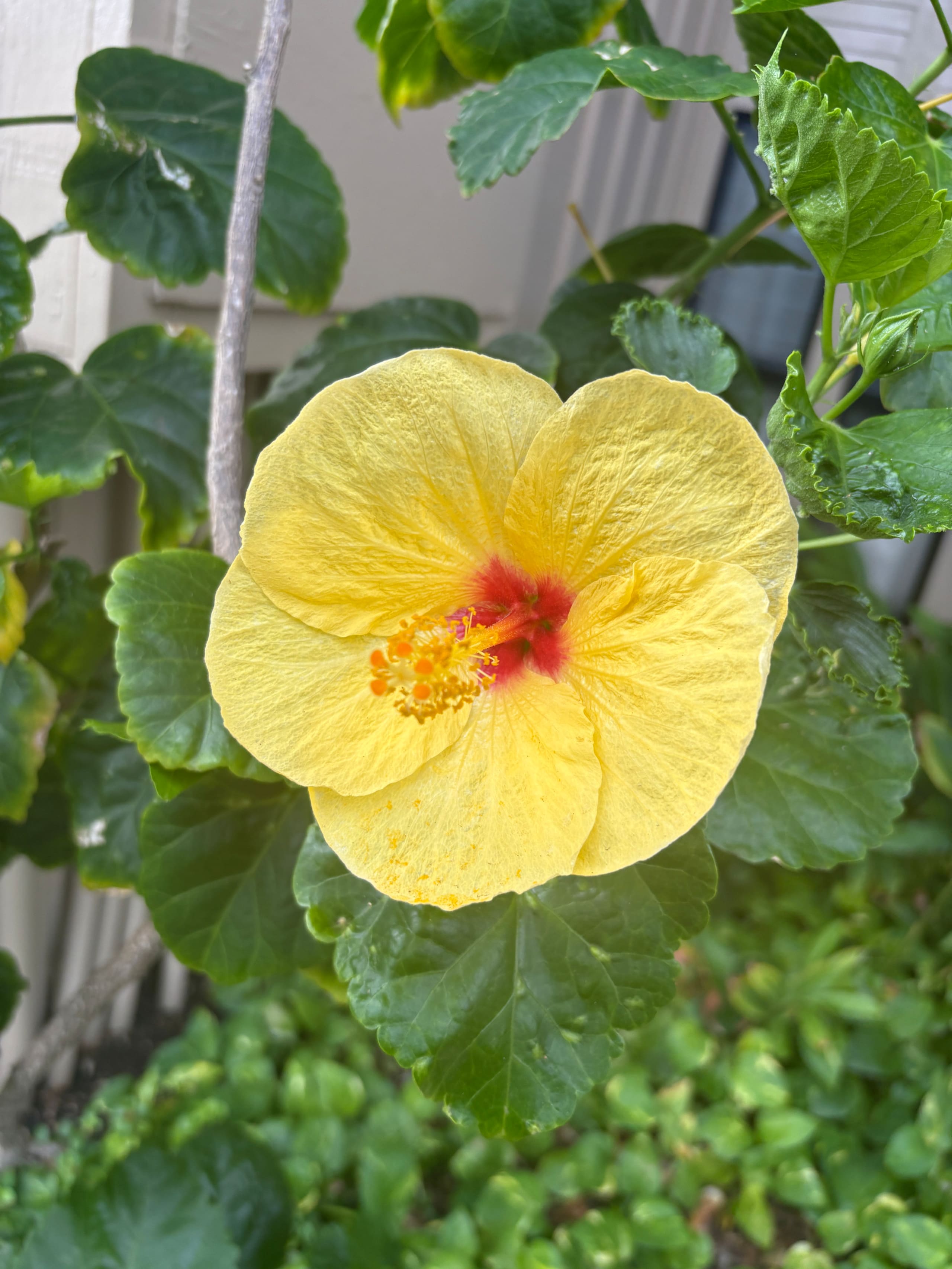 Condo in Lihue · ★5.0 · 1 bedroom · 2 beds · 1 bath - Image 30