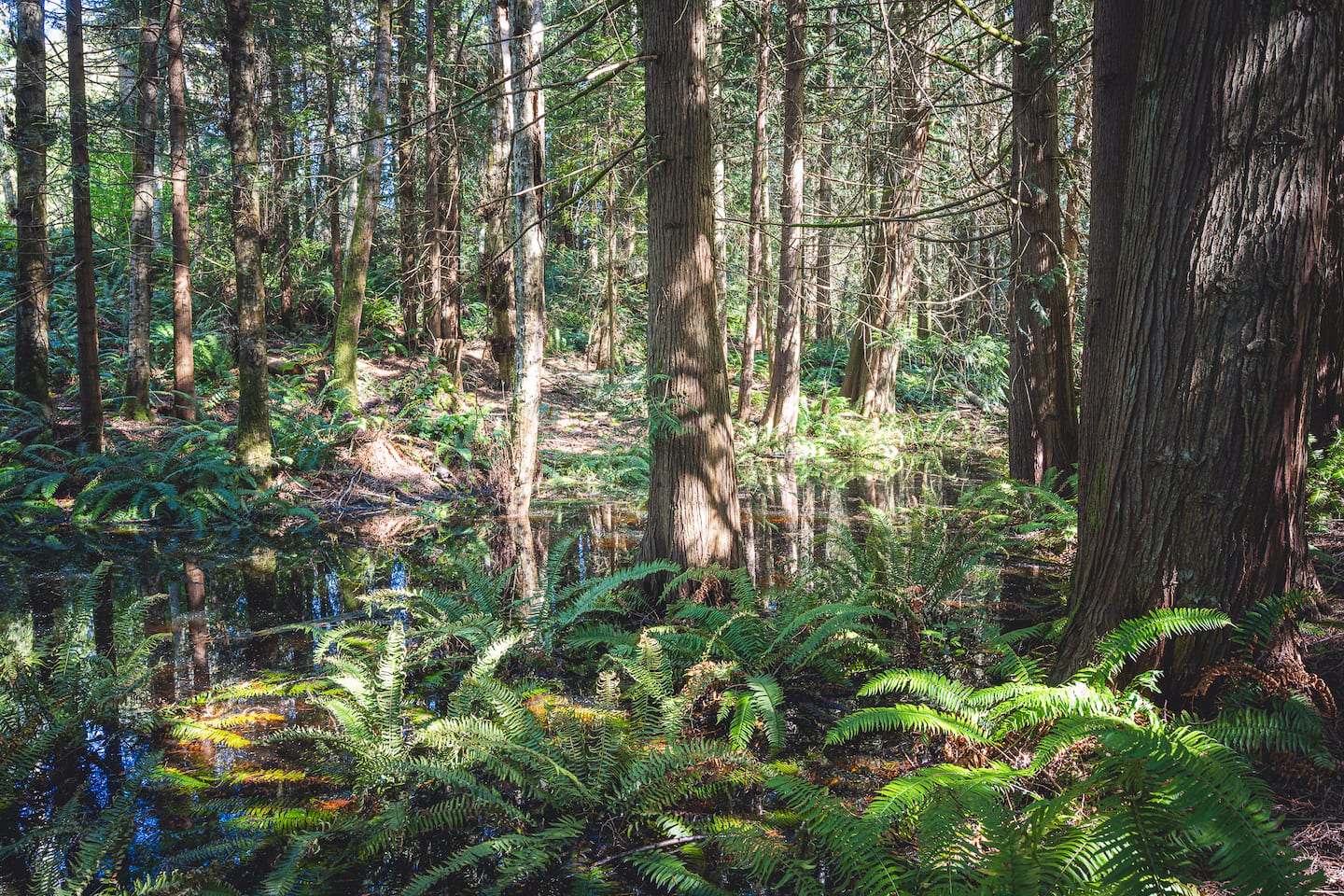 Elwha Base Camp Near Olympic National Park! photo 6