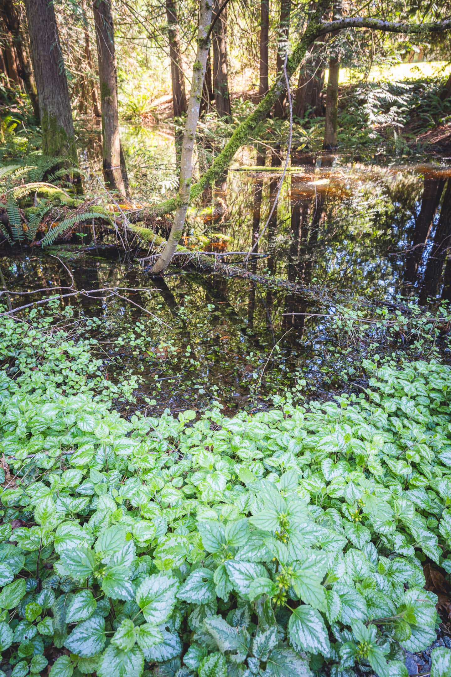Elwha Base Camp Near Olympic National Park! photo 7