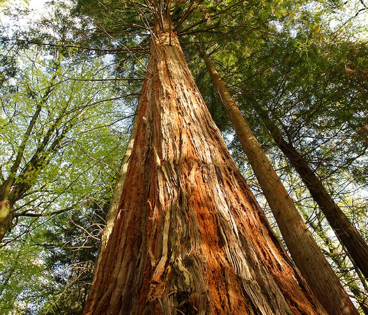 Yurt Beneath Redwood Tree, Fire, Space To Breathe - 피터즈필드