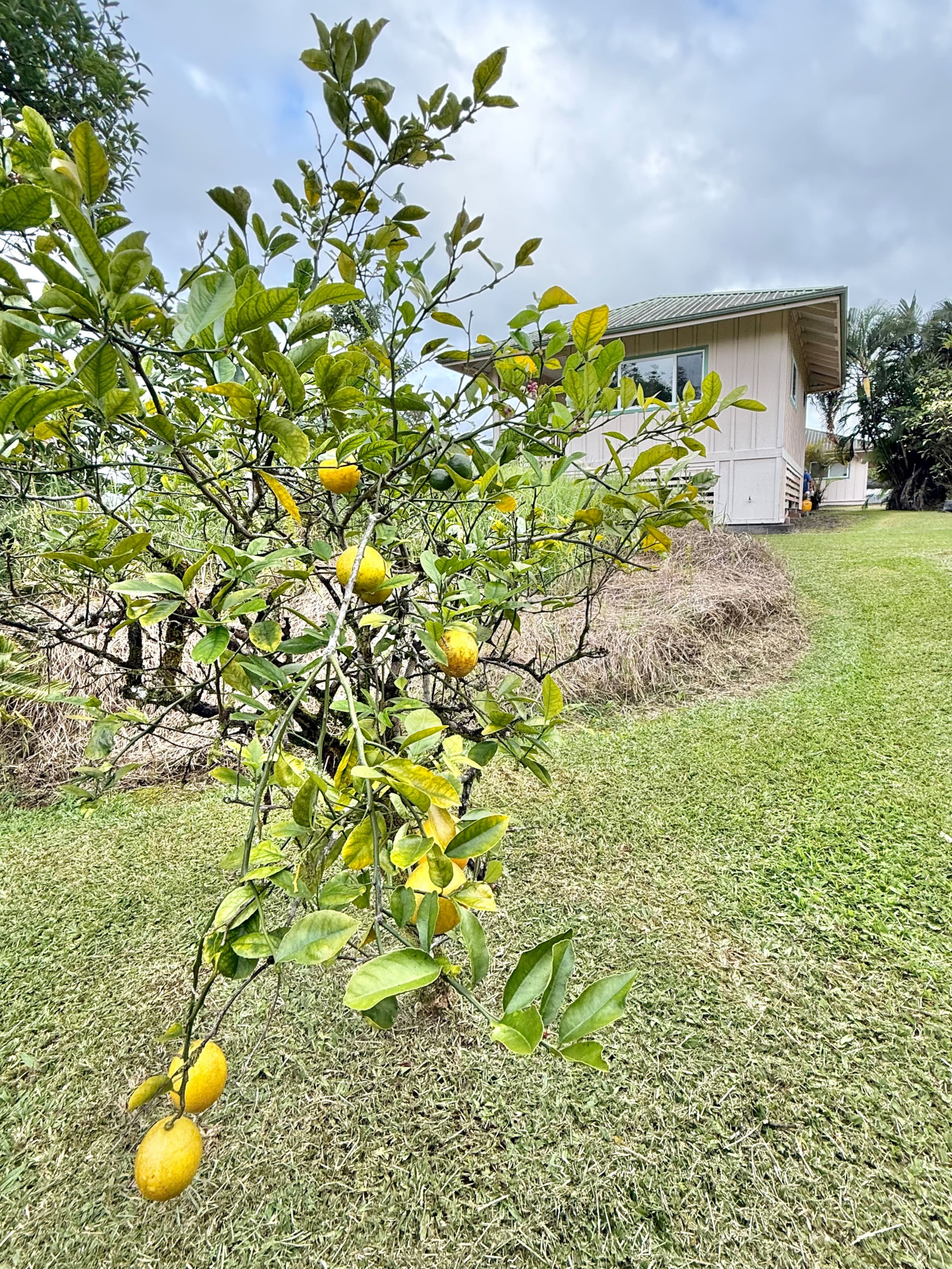 Home in Hilo · ★5.0 · Studio · 1 bed · 1 private bath - Image 16