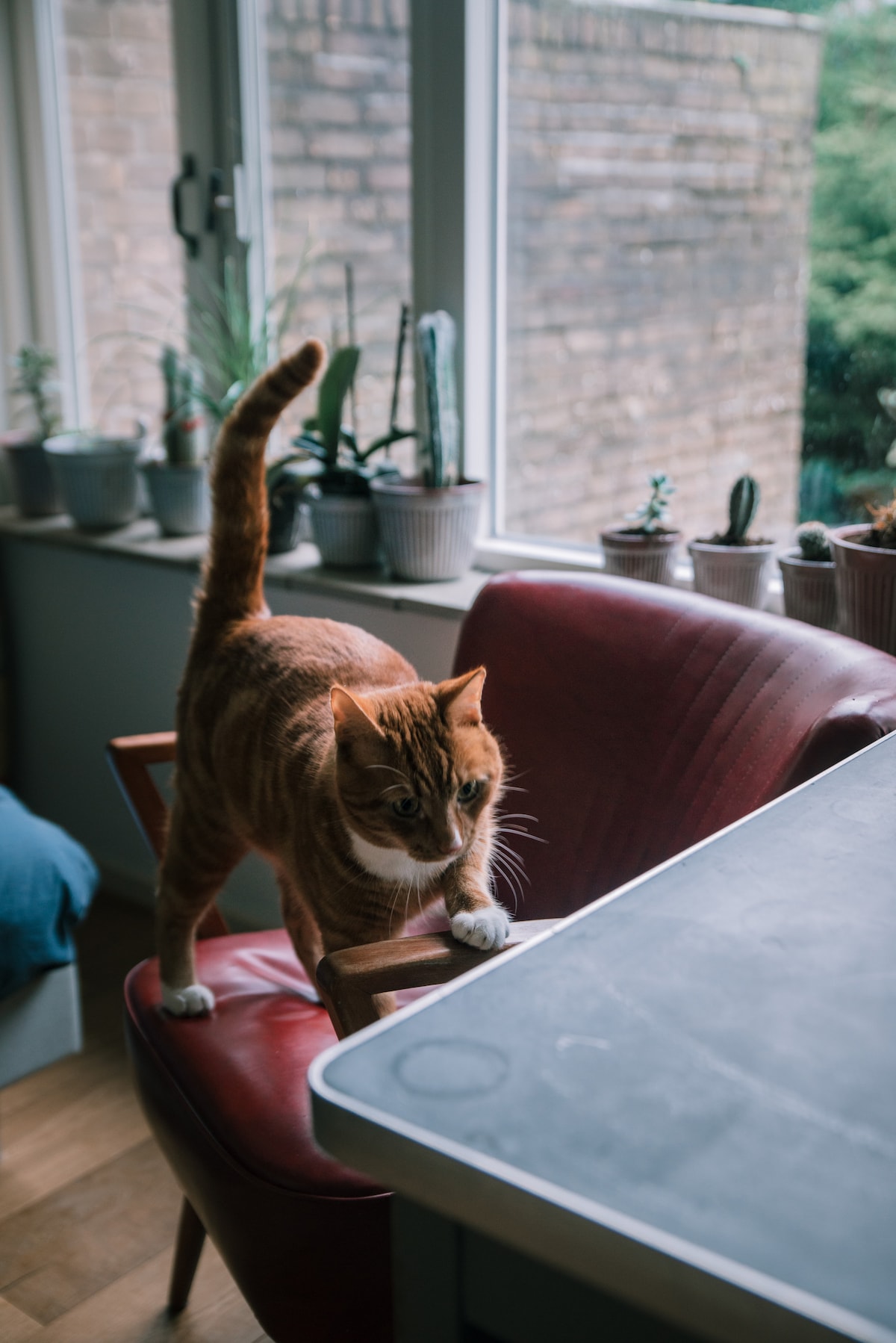 Maison familiale au design des années 1950. Jardin et espace vert ...