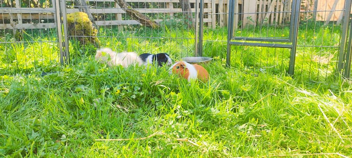 La Cabane Au Milieu Des Animaux - Les Epesses