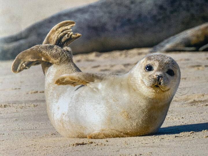 Fewo Elsternestchen - Norderney