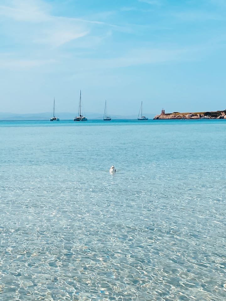 Bel Appartement Neuf, Proche Plage Et Montagne - Zonza