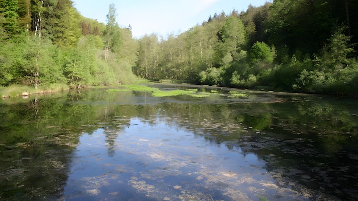 Wald Und Felsen - Ludwigswinkel