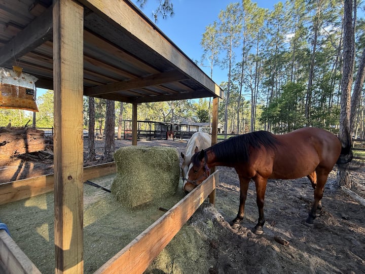Exclusive Farm Experience Near Lake Nona - Lake Mary Jane, FL