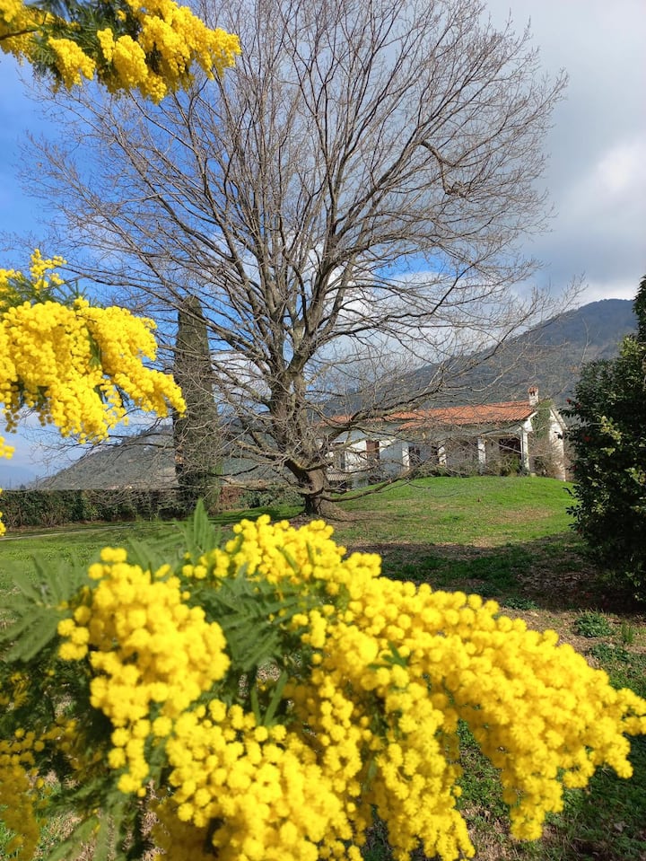 Villa Tra Mare Monti E Arte - San Giuliano Terme