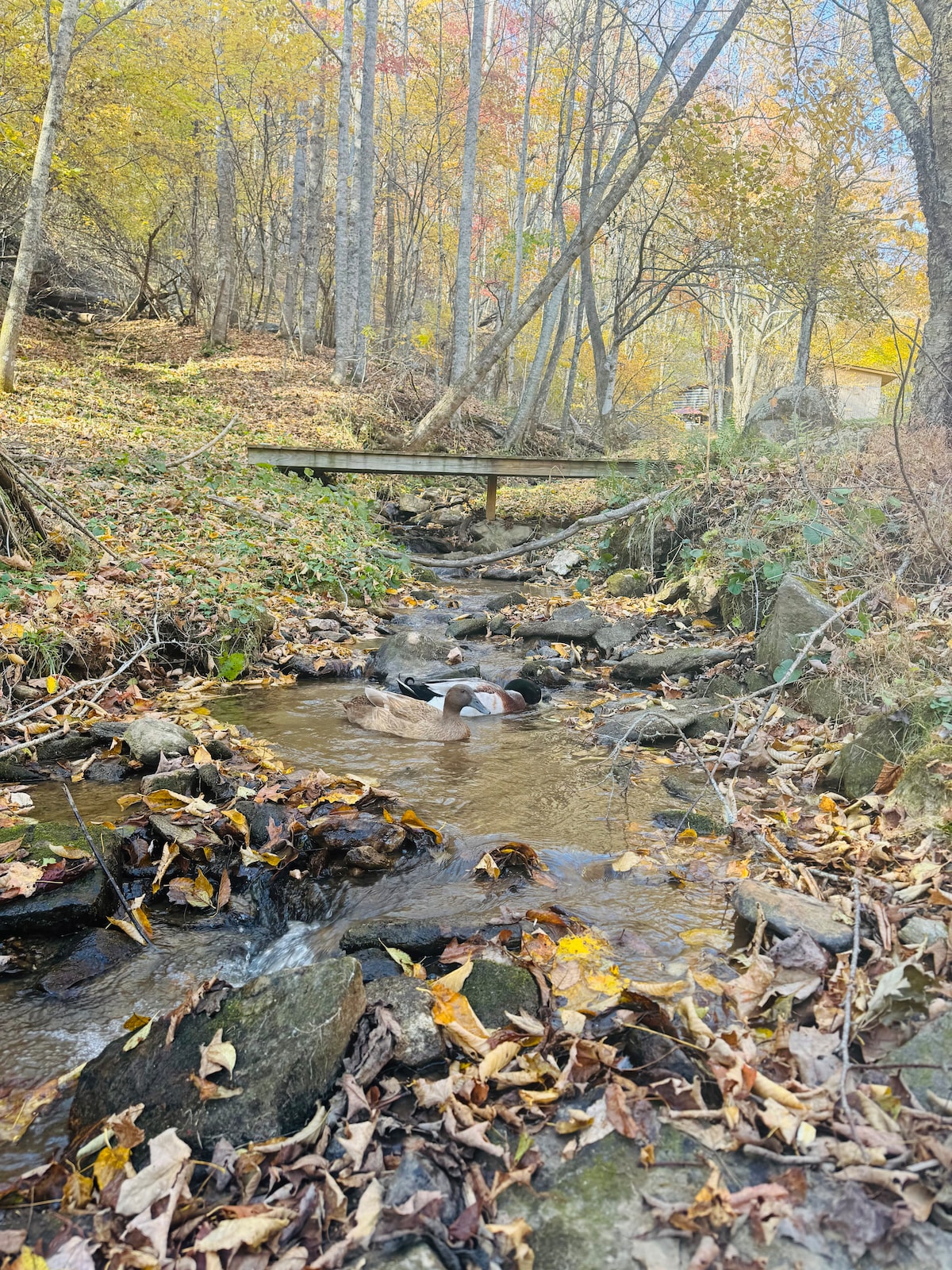 Creekside Glamping in the Blue Ridge Mountains - Campers/RVs for Rent ...