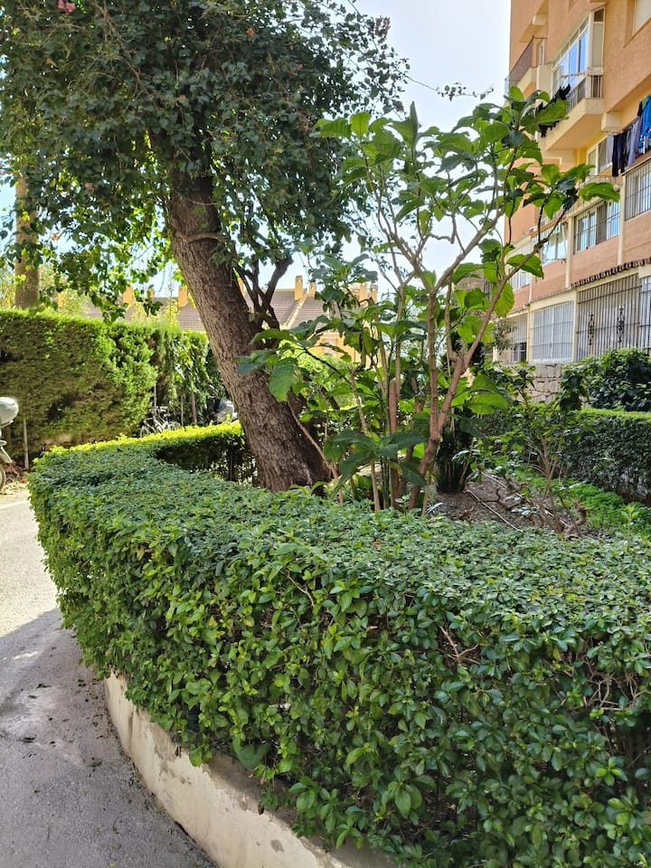 Jardines de la urbanización: un paseo entre setos y árboles.