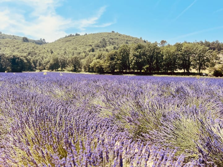 Domaine De Gontard: "Lavande" - Manosque