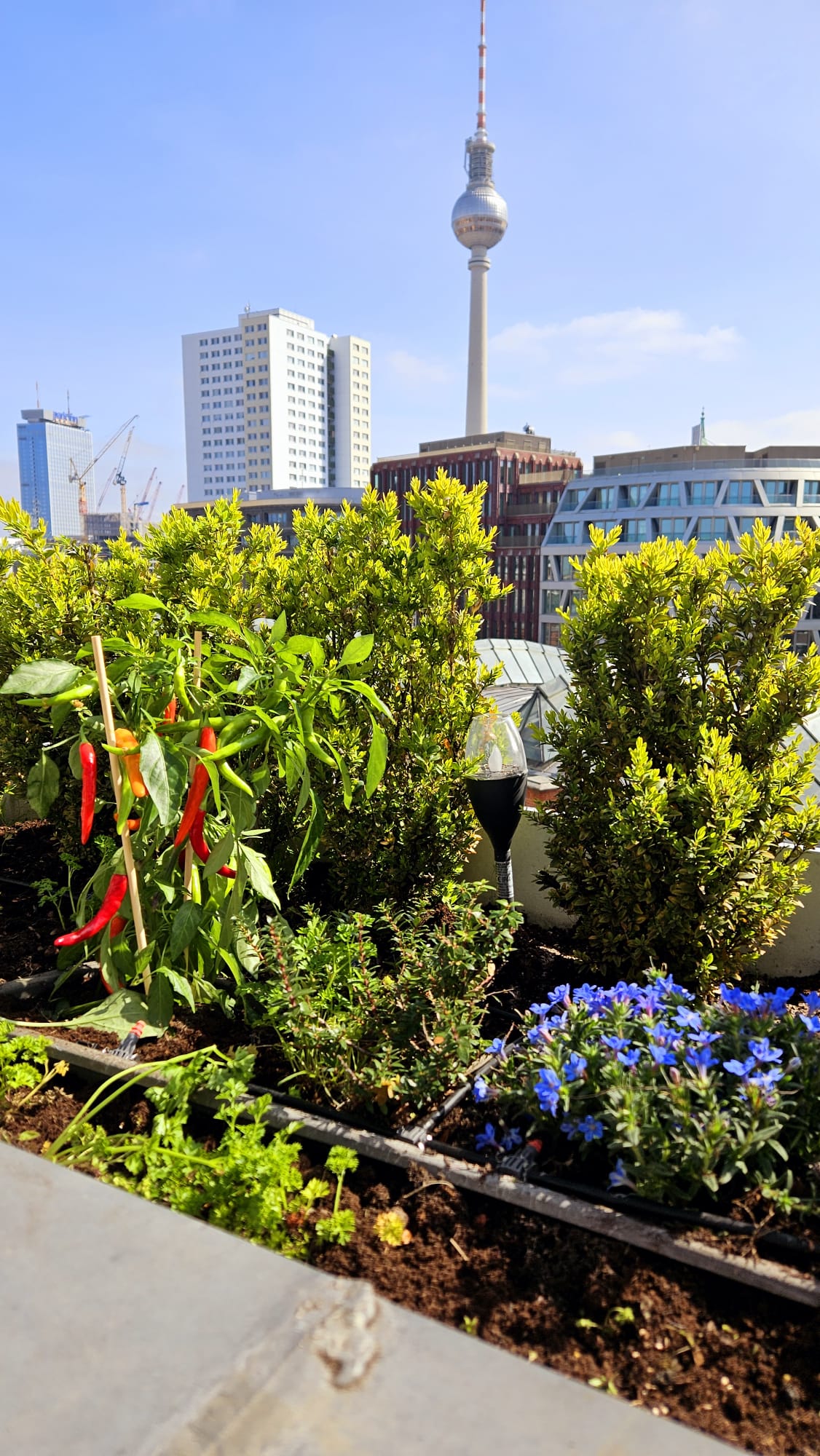 A rooftop garden features vibrant green plants and colorful flowers, creating a lively backdrop. In the distance, the iconic Berlin TV Tower rises against a clear blue sky, framed by modern buildings of varying heights.