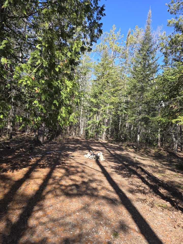 Camping In The Woods -