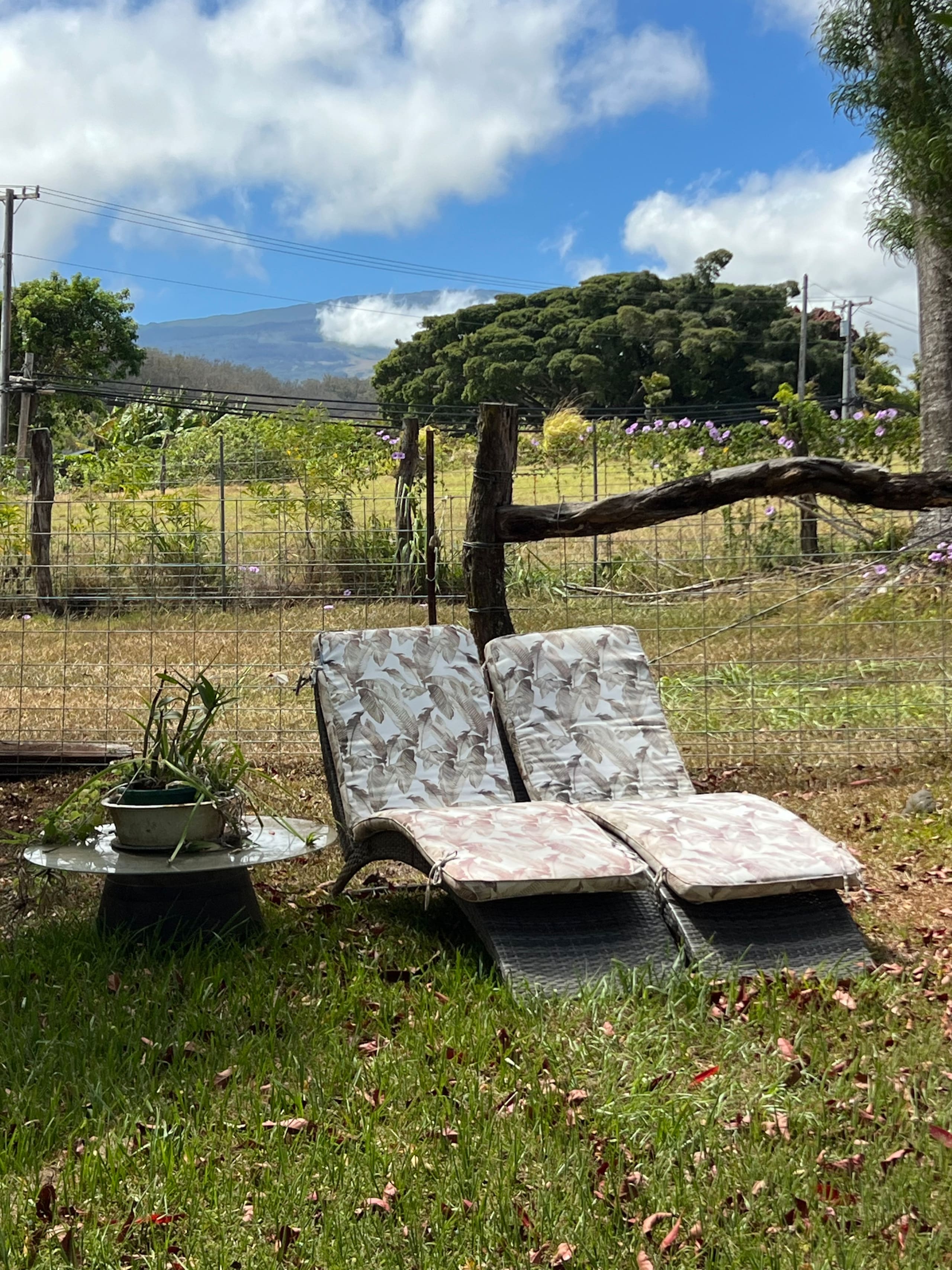 Guesthouse in Maui County · ★4.79 · 1 bedroom · 2 beds · 1 bath - Image 14