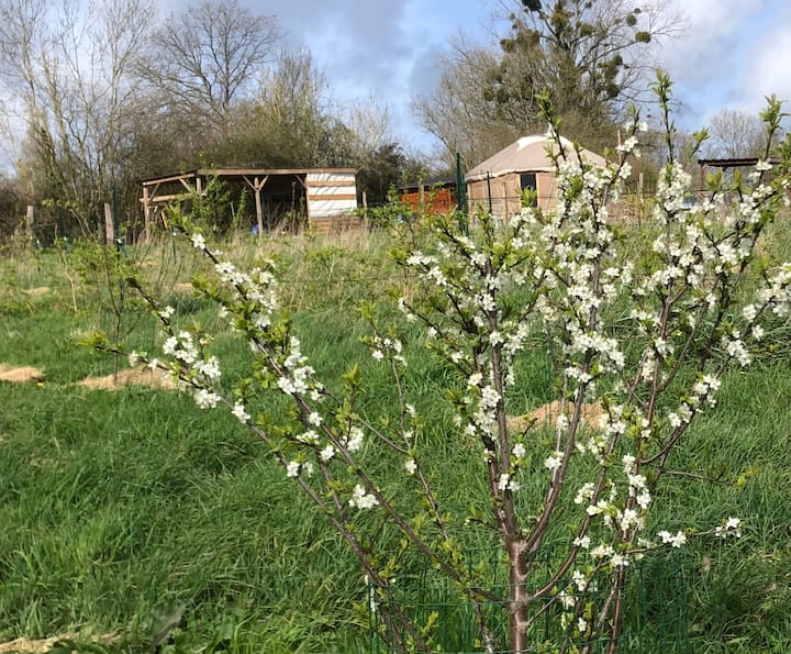 La Yourte Les Jardins Vert Framboise - Cabourg