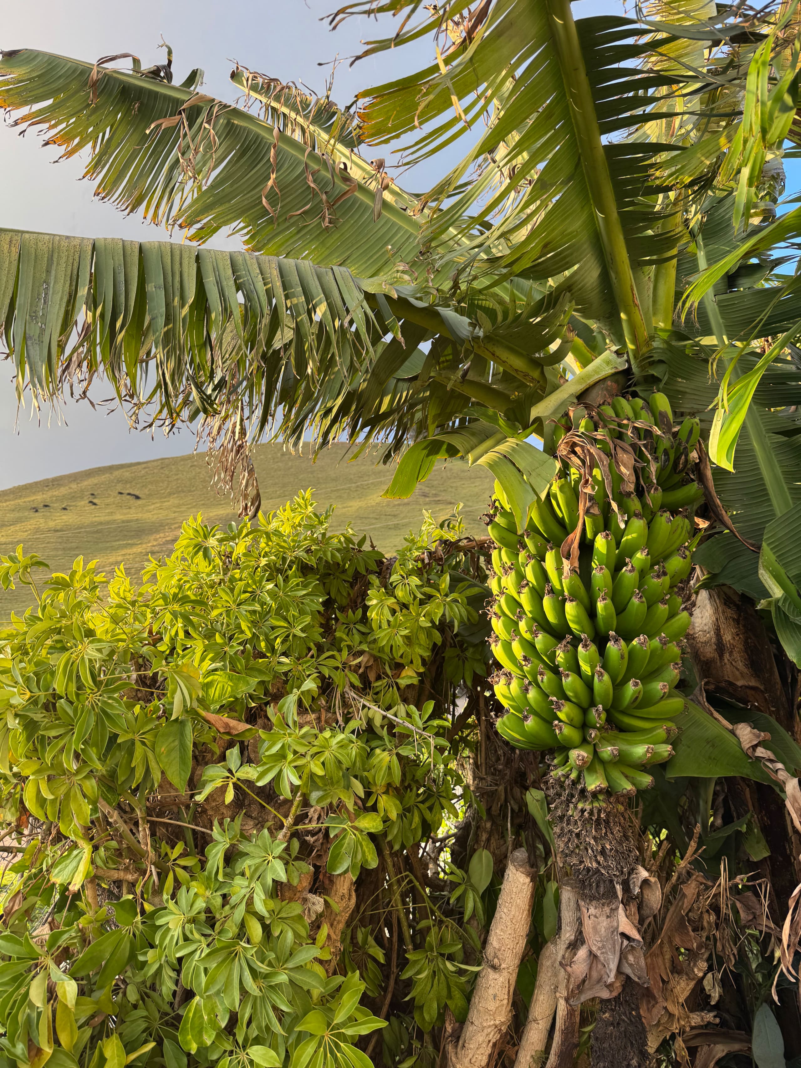 Garden Suite in Waimea Big Island of Hawaii - Image 33
