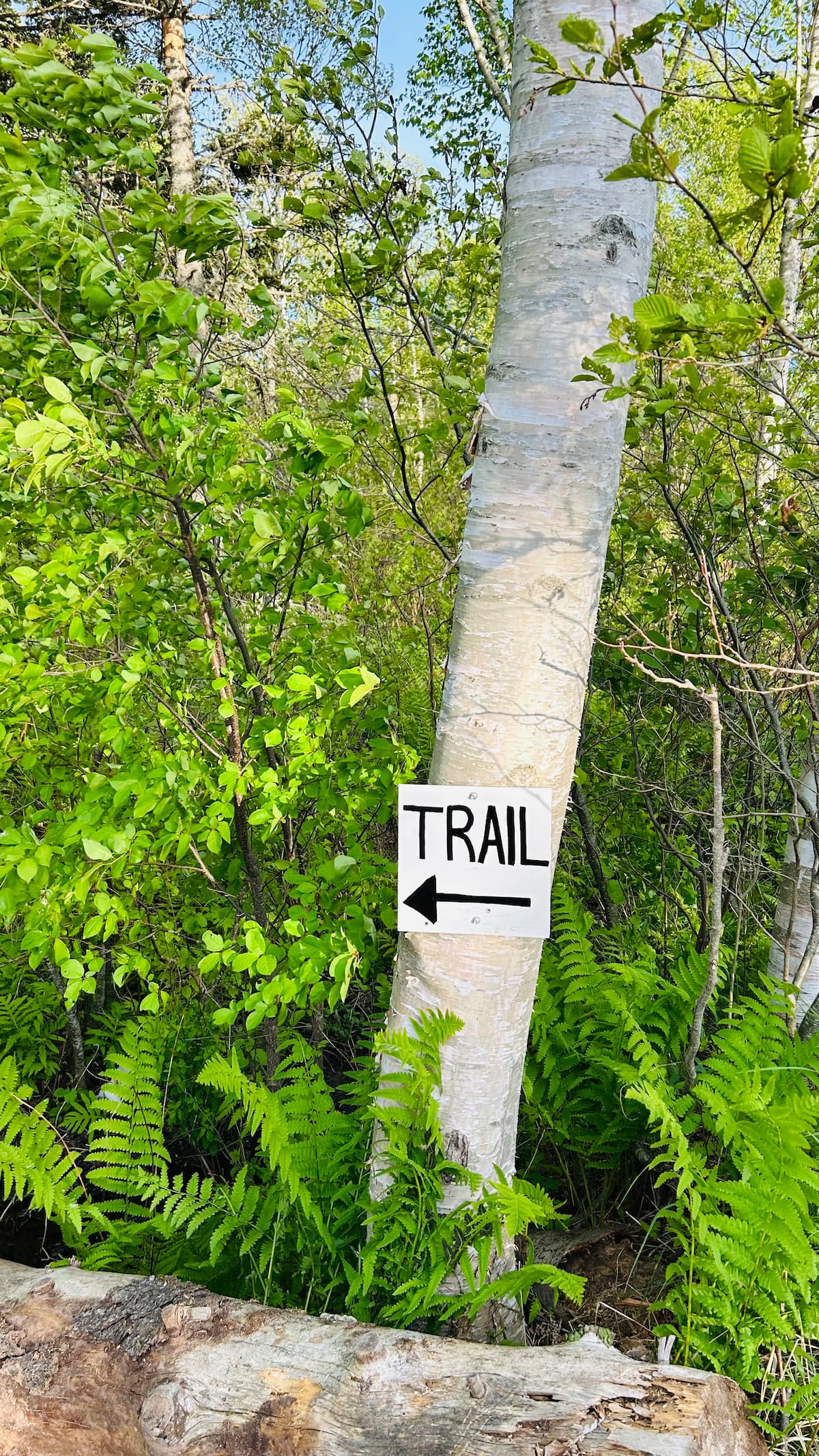 Forest trail marker