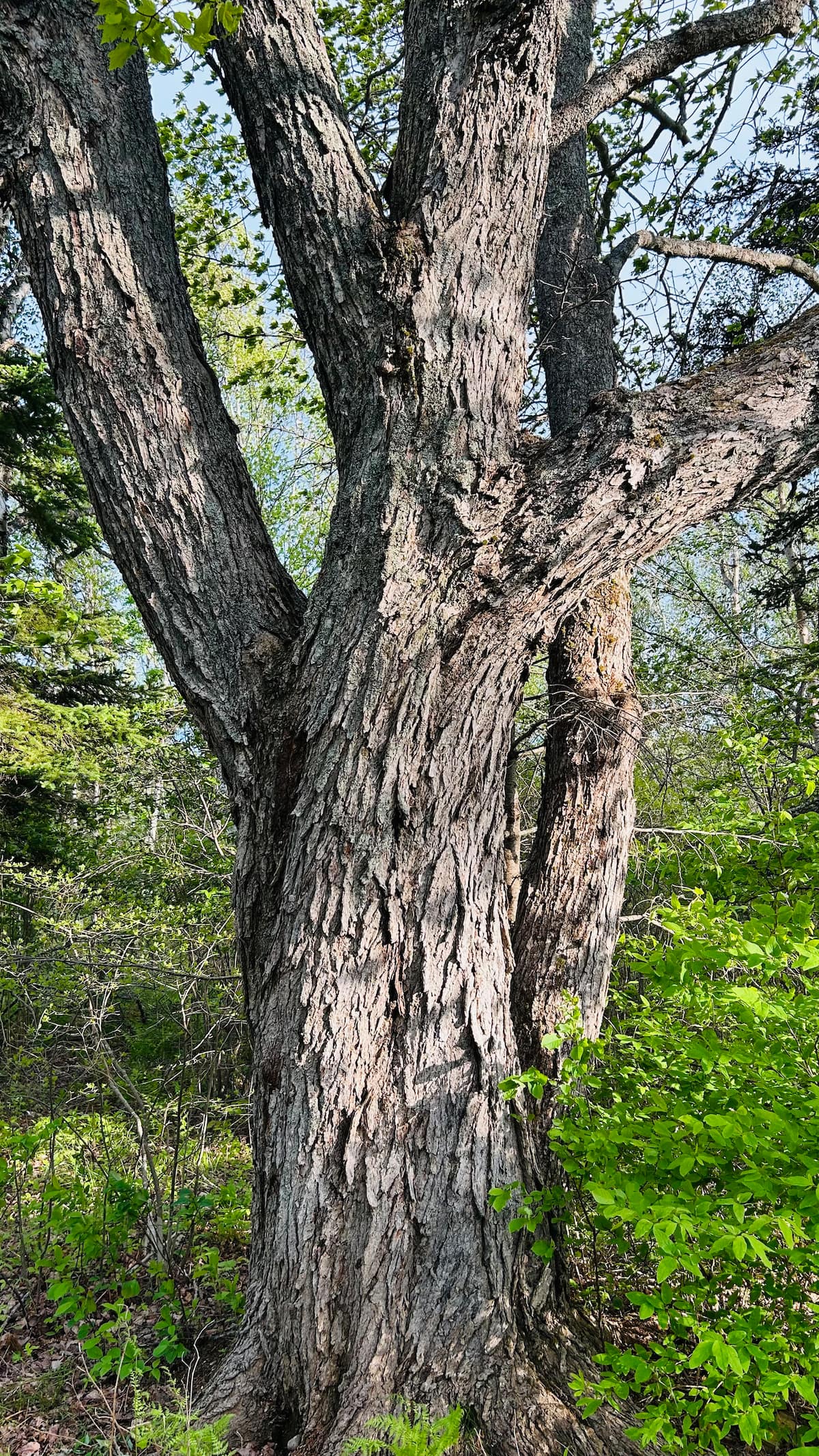 Majestic maple on the property