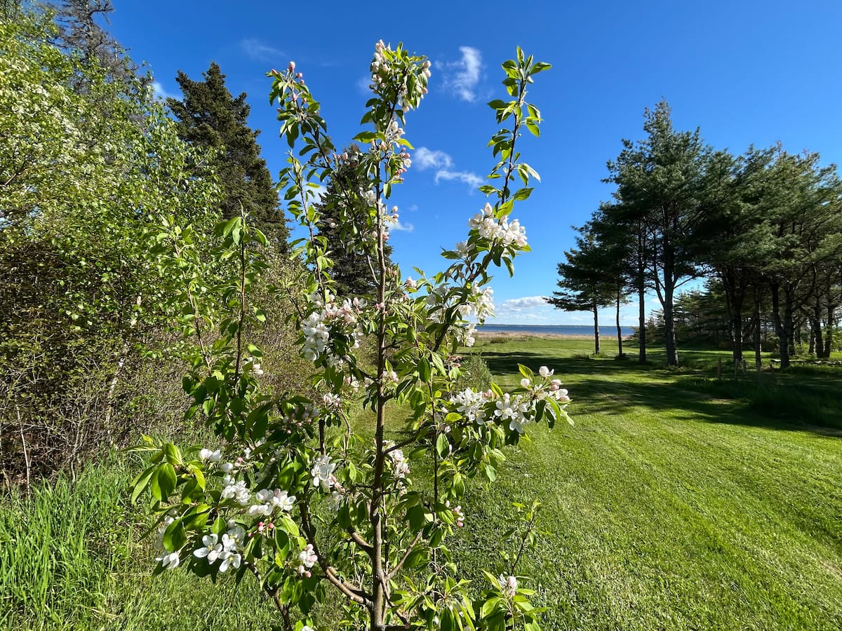Apple blossoms in spring