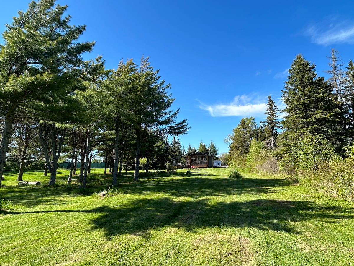 Grassy clearing by the trees
