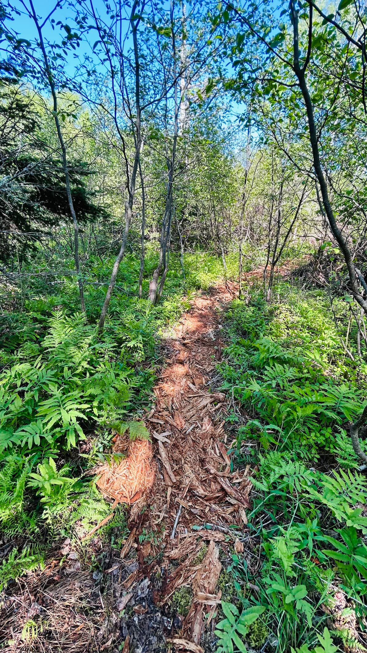 Fern-lined woodland path