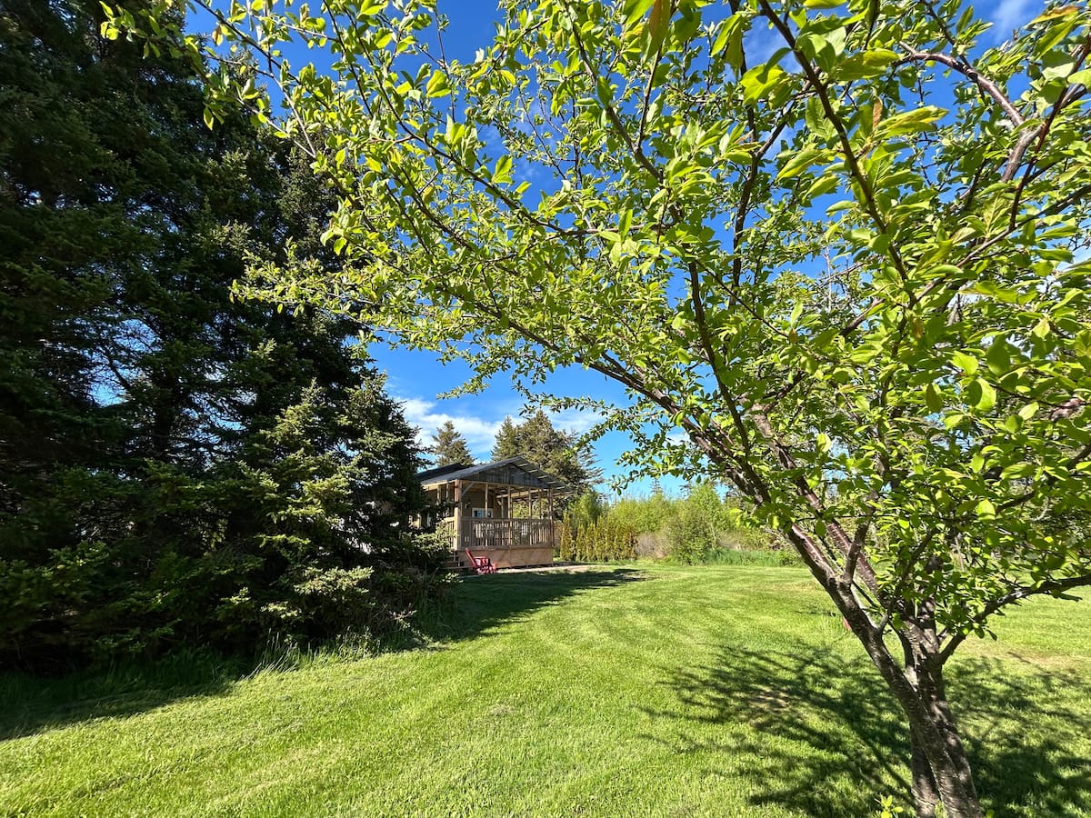 Shade tree over the lawn