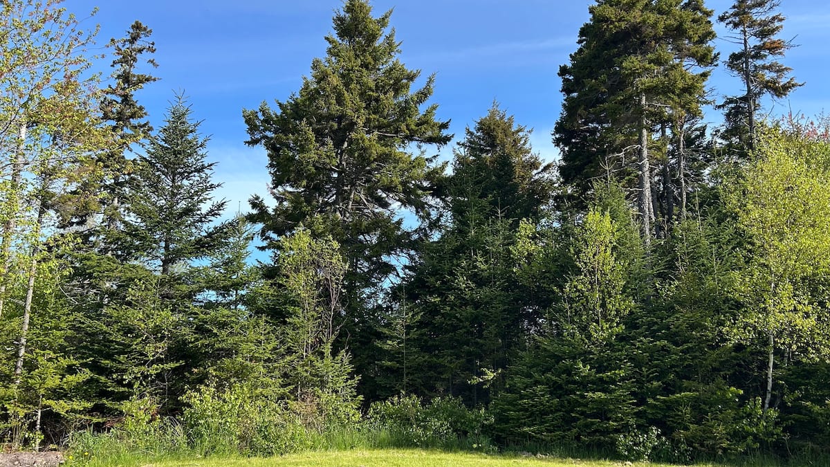 Spruce and open sky