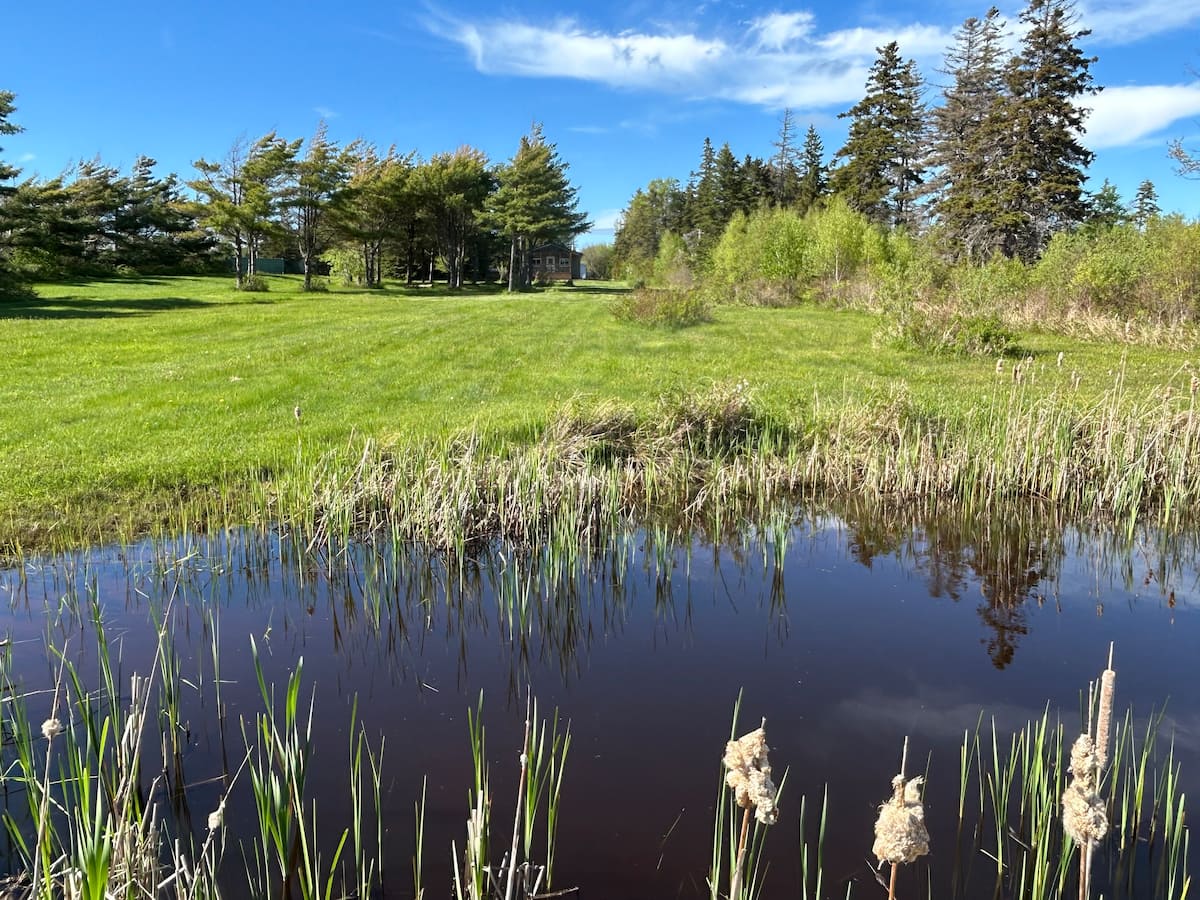Pond and cattails on the property