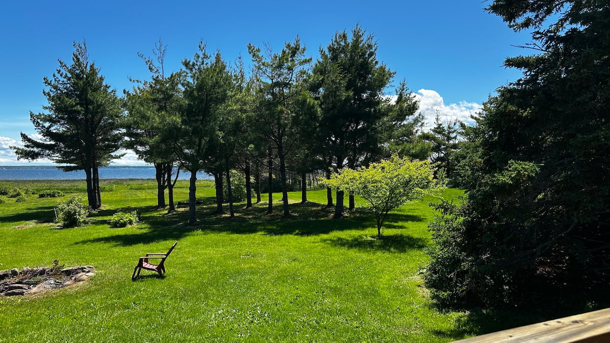 Pines framing the shoreline