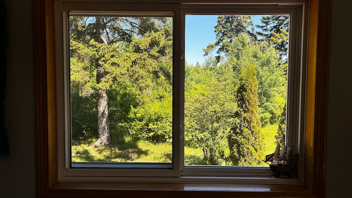 Forest view from the window