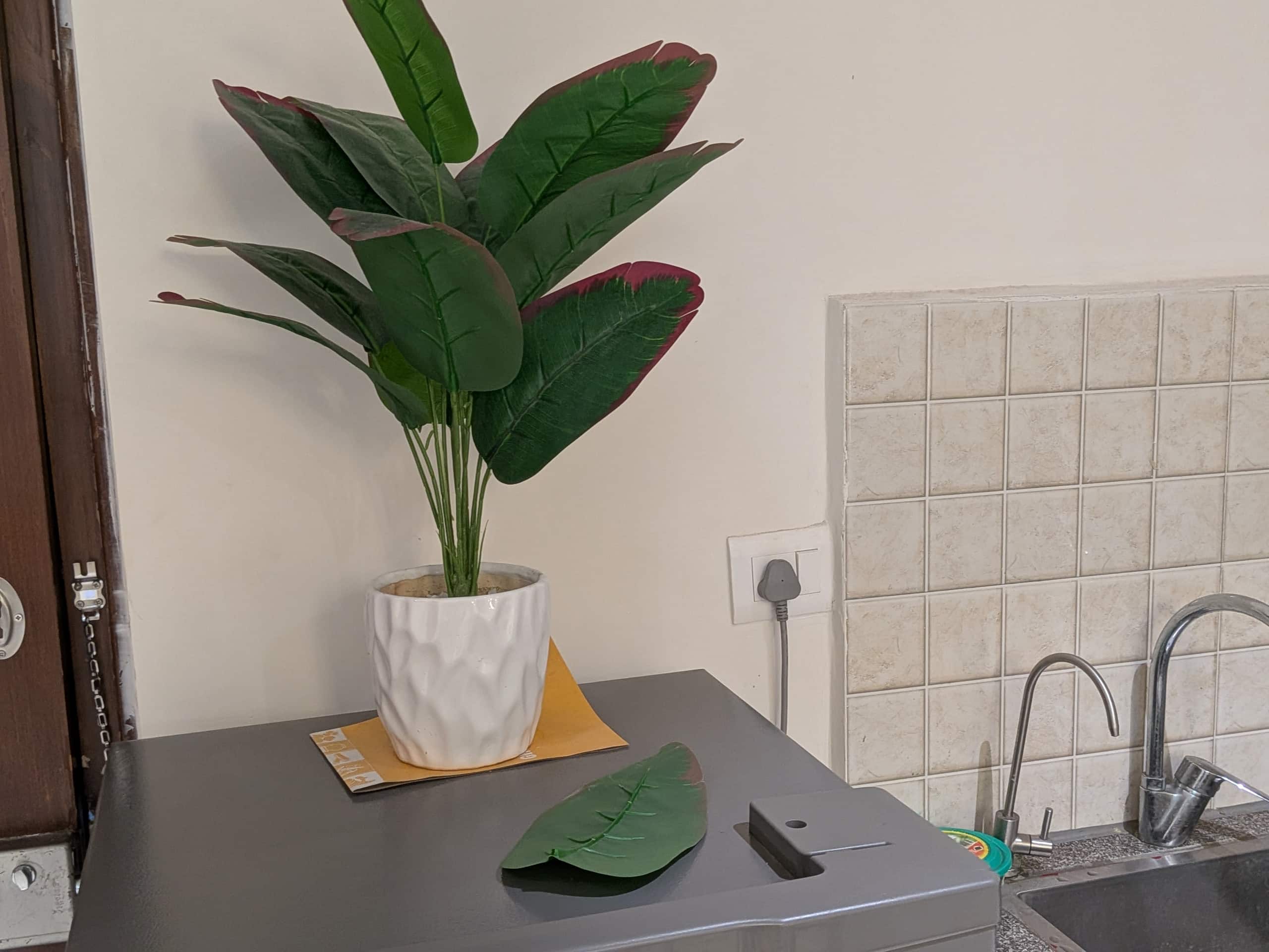 Potted plant beside the kitchen sink